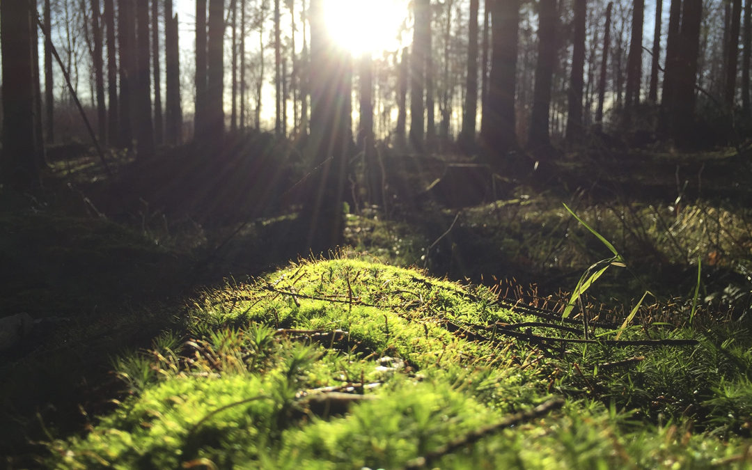 IMMERSION EN NATURE