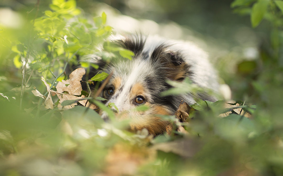 2 BALADES AVEC UNE PHOTOGRAPHE ET VOTRE CHIEN